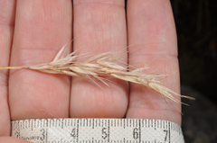 Rytidosperma setifolium