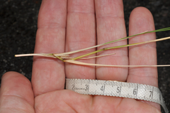 Rytidosperma setifolium