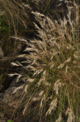 Rytidosperma setifolium