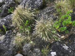 Rytidosperma setifolium
