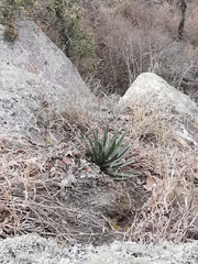 Agave filifera