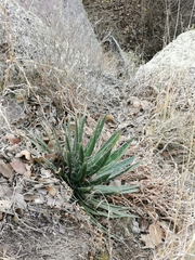 Agave filifera