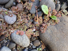 Azolla microphylla