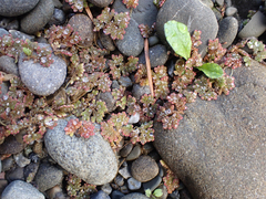 Azolla microphylla