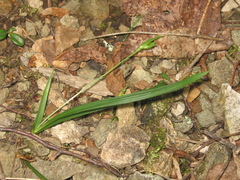 Media resource of Carex backii