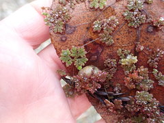 Azolla microphylla