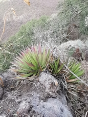Agave schidigera