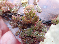Azolla microphylla