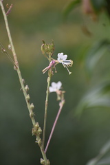 Oenothera coloradensis