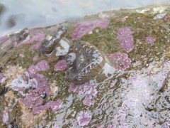 Anthopleura mariae