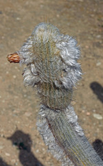 Cleistocactus hyalacanthus