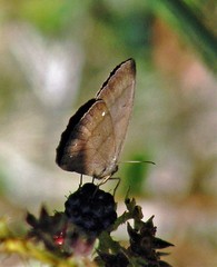 Forsterinaria quantius