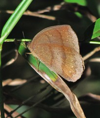 Forsterinaria quantius