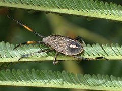 Poecilometis strigatus