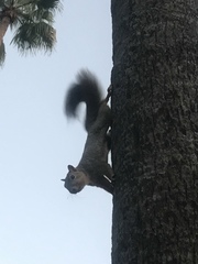 Sciurus niger
