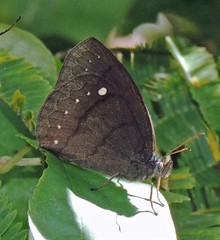 Forsterinaria quantius