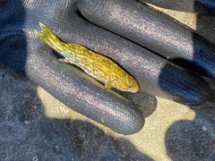 Aplodactylus arctidens