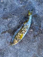 Aplodactylus arctidens