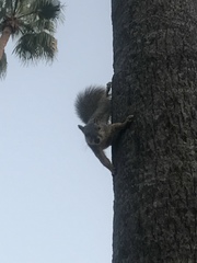 Sciurus niger