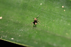 Dolichoderus bispinosus