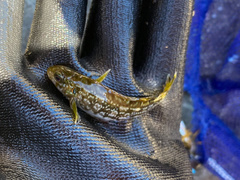 Aplodactylus arctidens
