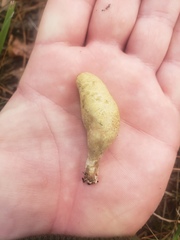 Rhopalogaster transversarius