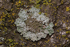 Physconia isidiigera