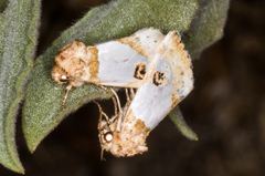 Schinia oculata