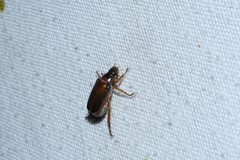 Dichelonyx subvittata