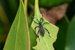 Gelonus tasmanicus