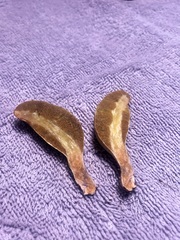 Rhopalogaster transversarius