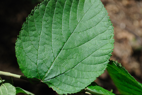 Morus rubra