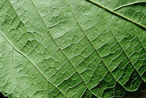 Morus rubra