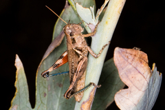 Melanoplus cinereus