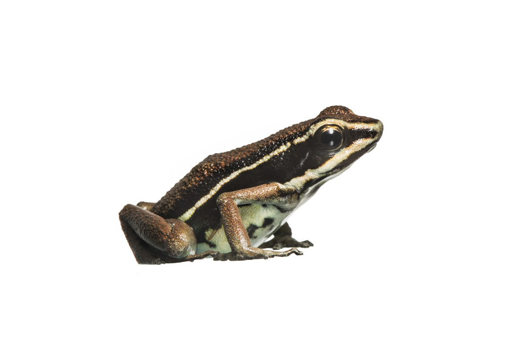 Panguana Poison Frog