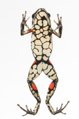 Ameerega panguana