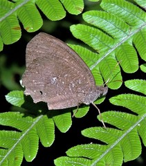 Godartiana muscosa