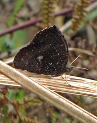 Godartiana muscosa