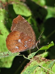 Godartiana muscosa