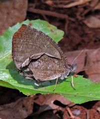 Godartiana muscosa