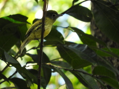 Rhynchocyclus brevirostris