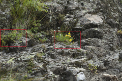 Hypericum nummularioides