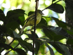 Rhynchocyclus brevirostris