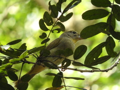 Piranga roseogularis