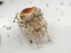 Araneus montereyensis