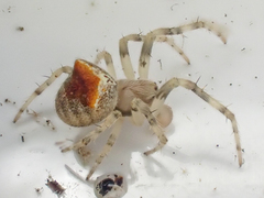 Araneus montereyensis