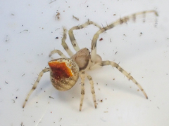 Araneus montereyensis