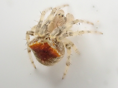 Araneus montereyensis