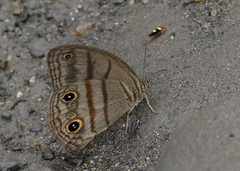 Megeuptychia antonoe