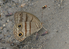 Megeuptychia antonoe